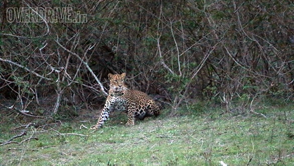Alert leopard we spotted on first safari
