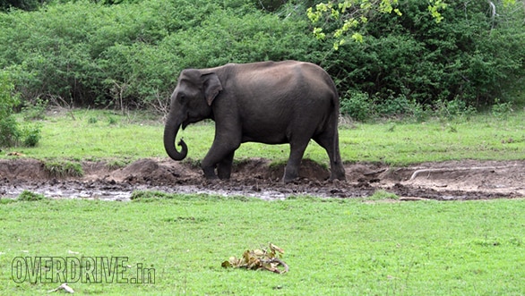 Elephant at a salt lick
