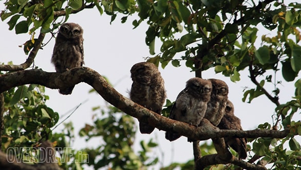 Family of 5 spotted owlets