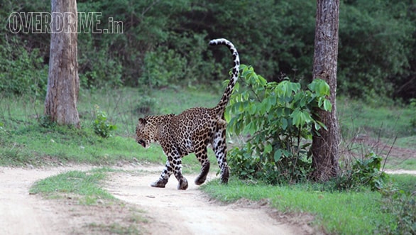 He often stopped to spray mark his territory
