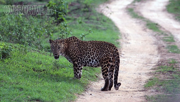 He often turned round to glare at us