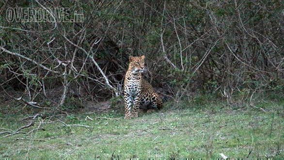 Leopard we spotted on first safari