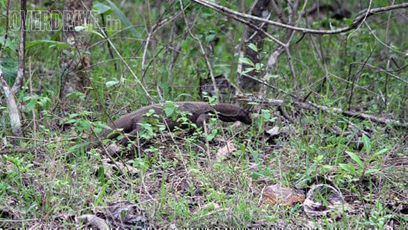 Over two feet long monitor lizard