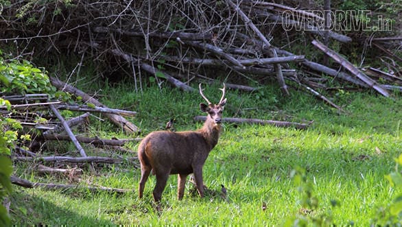 Sambar stag