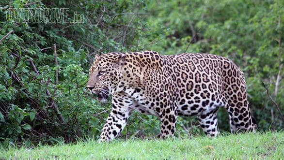 The full grown male leopard we were lucky to sight