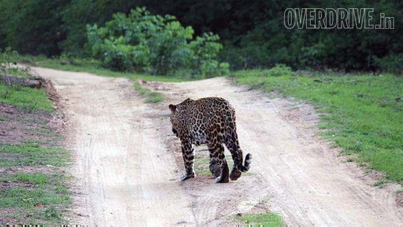 Then he calmly walked ahead of us