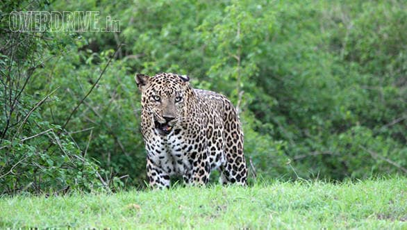 When we first sighted Mr.Spot's he locked eyes with us