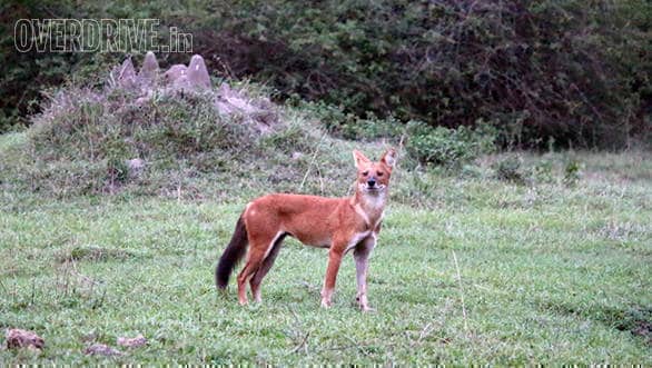 Wild dog or dhole, one of the most feared predators