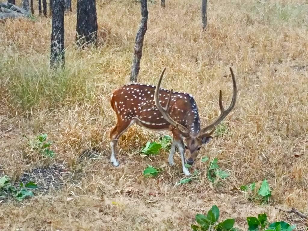 Honda Drive to Discover: Into the wild Honda Drive 2 Discover Images 2017 1 (11)