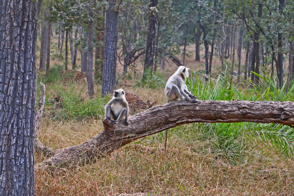 Honda Drive to Discover: Into the wild Honda Drive 2 Discover Images 2017 1 (13)