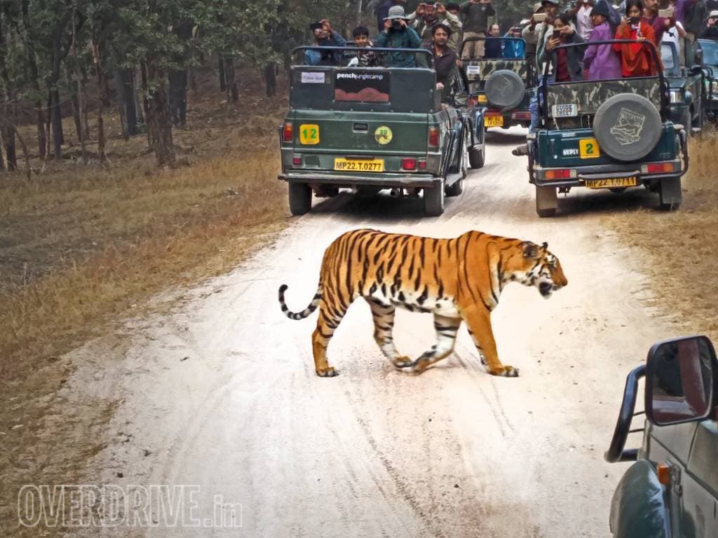 Honda Drive to Discover: Into the wild Honda Drive 2 Discover Images 2017 1 (14)