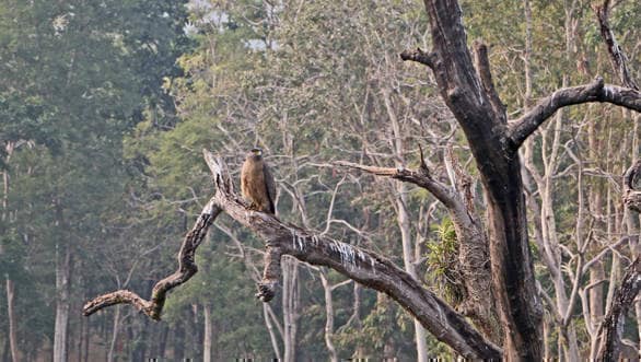 Honda Drive to Discover: Into the wild Honda Drive 2 Discover Images 2017 1 (8)