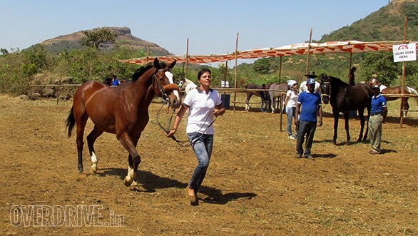 22--Riding-Coach-Laxmi-Singh-took-part-in-the-40-kms-and-here-she-is-warming-up-her-horse.
