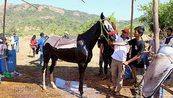 32--Participants-had-30-minutes-at-the-finish-to-cool-down-their-horses.If-the-heart-rate-exceeded-64-beats-a-minute-the-horse-was-eliminated-by-the-vets