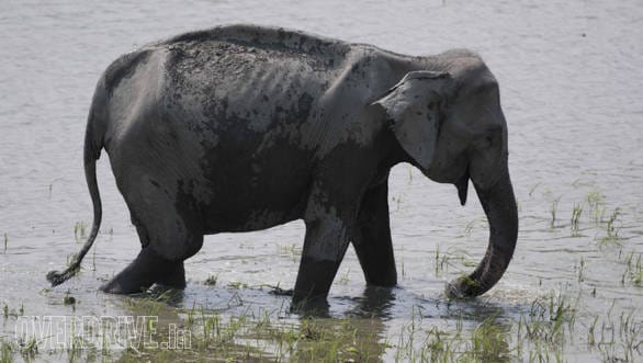 This elephant was barely 30 feet away from where we were standing. Its as close as it gets