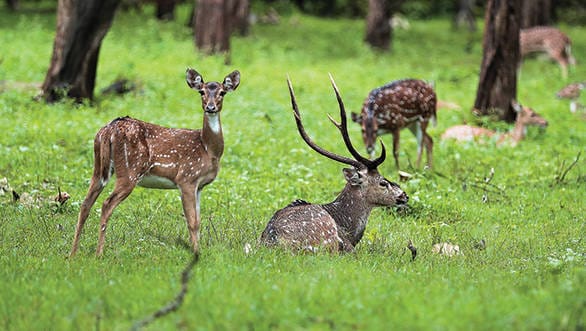 Exploring the beautiful Nilgiris in Toyota Glanza