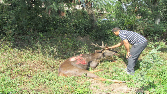 Are Road Fatalities Reducing