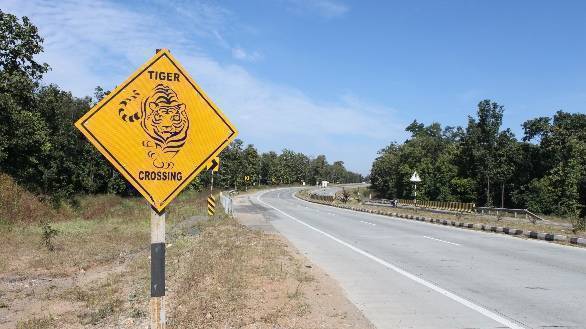 On wildlife on highways